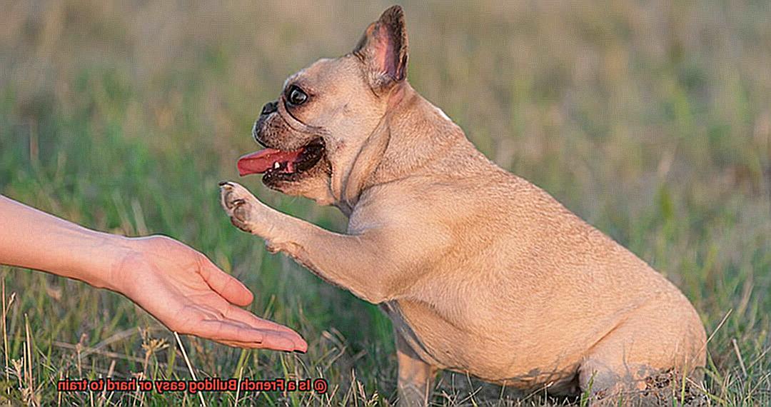 Is a French Bulldog easy or hard to train-3