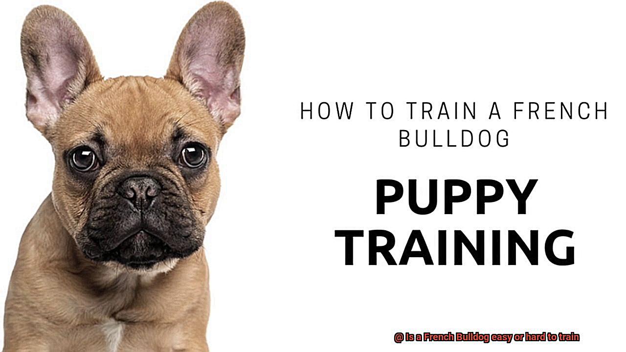 Is a French Bulldog easy or hard to train-4