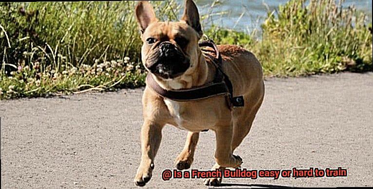 Is a French Bulldog easy or hard to train-8