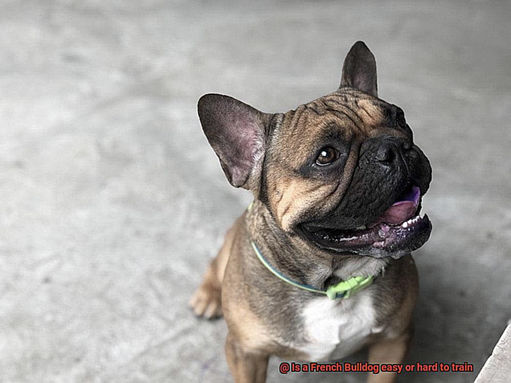 Is a French Bulldog easy or hard to train-5