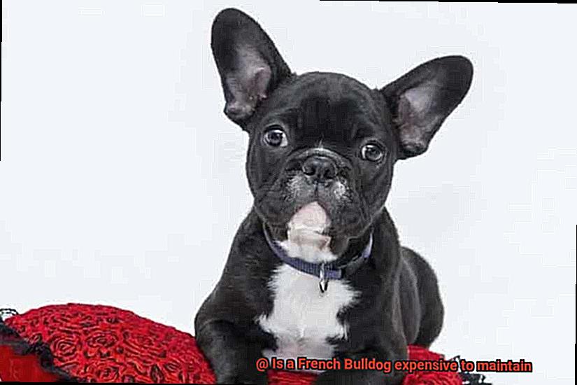 Is a French Bulldog expensive to maintain-3