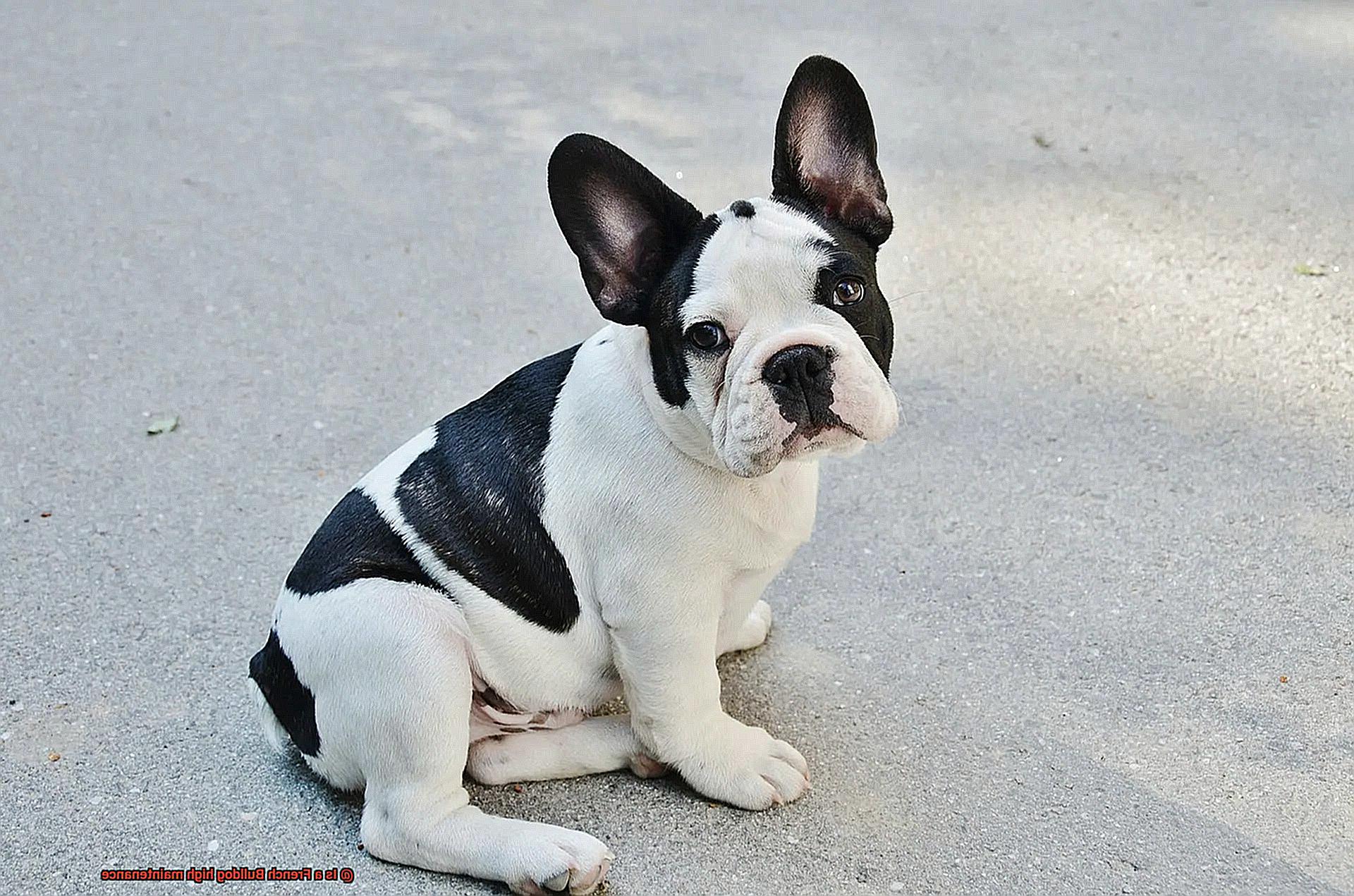 Is a French Bulldog high maintenance-6