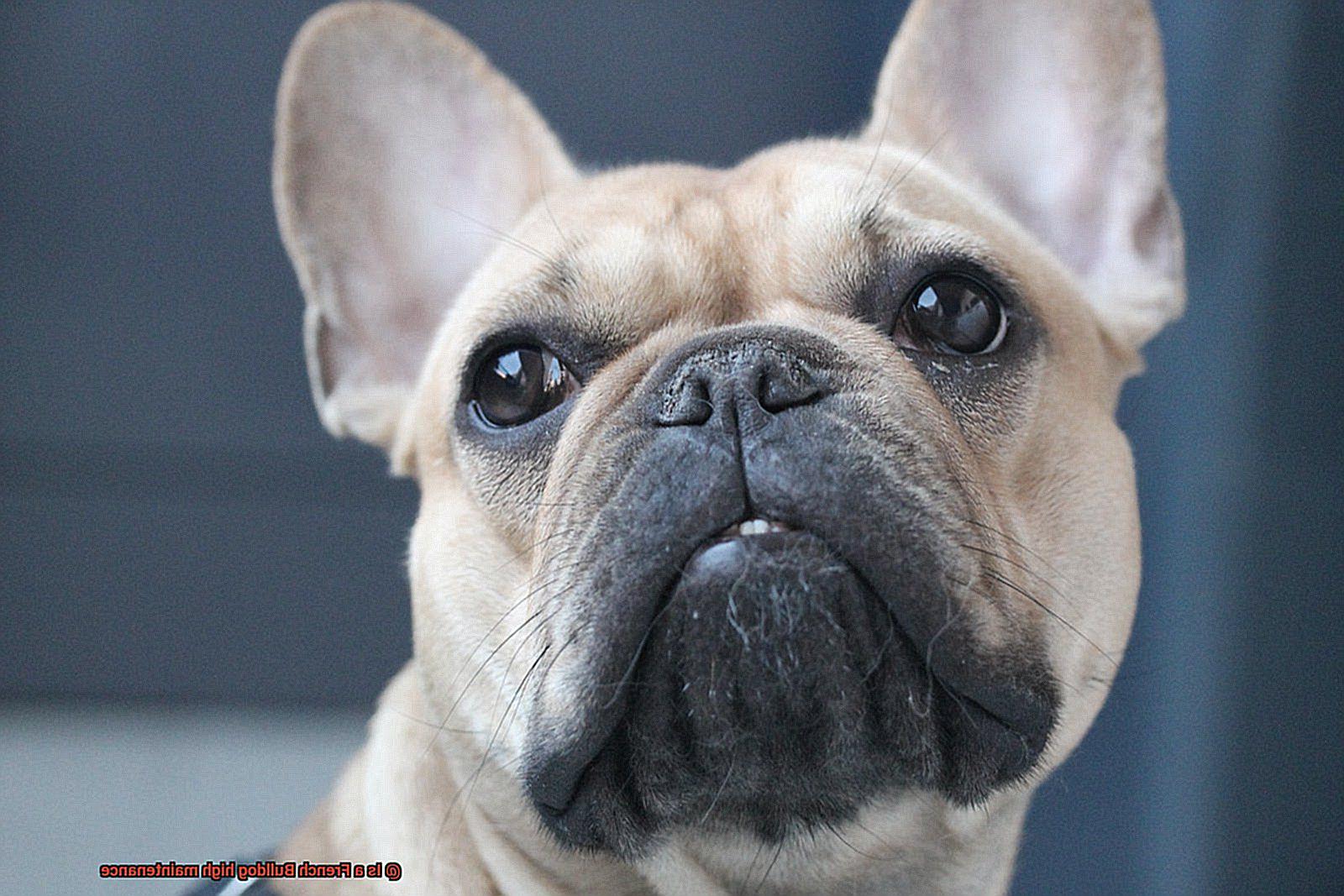 Is a French Bulldog high maintenance-2