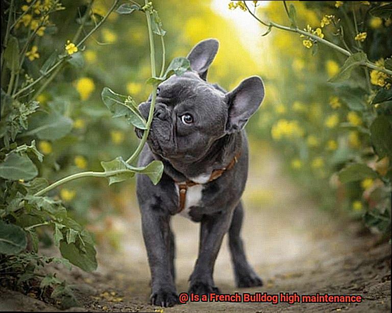 Is a French Bulldog high maintenance-5