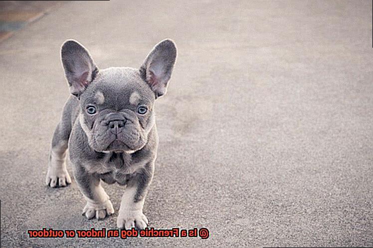 Is a Frenchie dog an indoor or outdoor-5