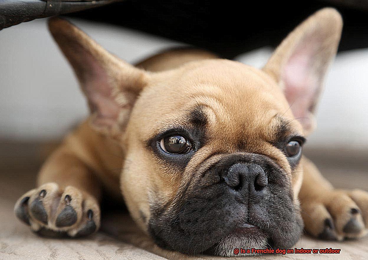 Is a Frenchie dog an indoor or outdoor-4