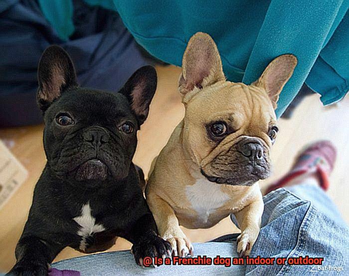 Is a Frenchie dog an indoor or outdoor-3