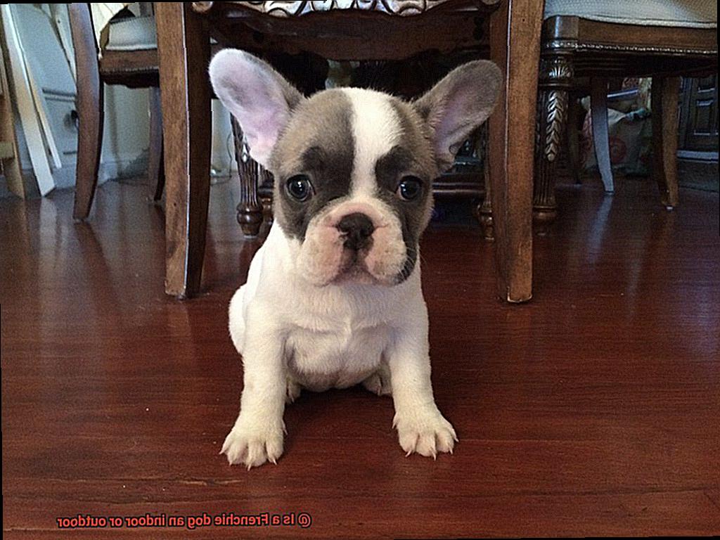 Is a Frenchie dog an indoor or outdoor-2