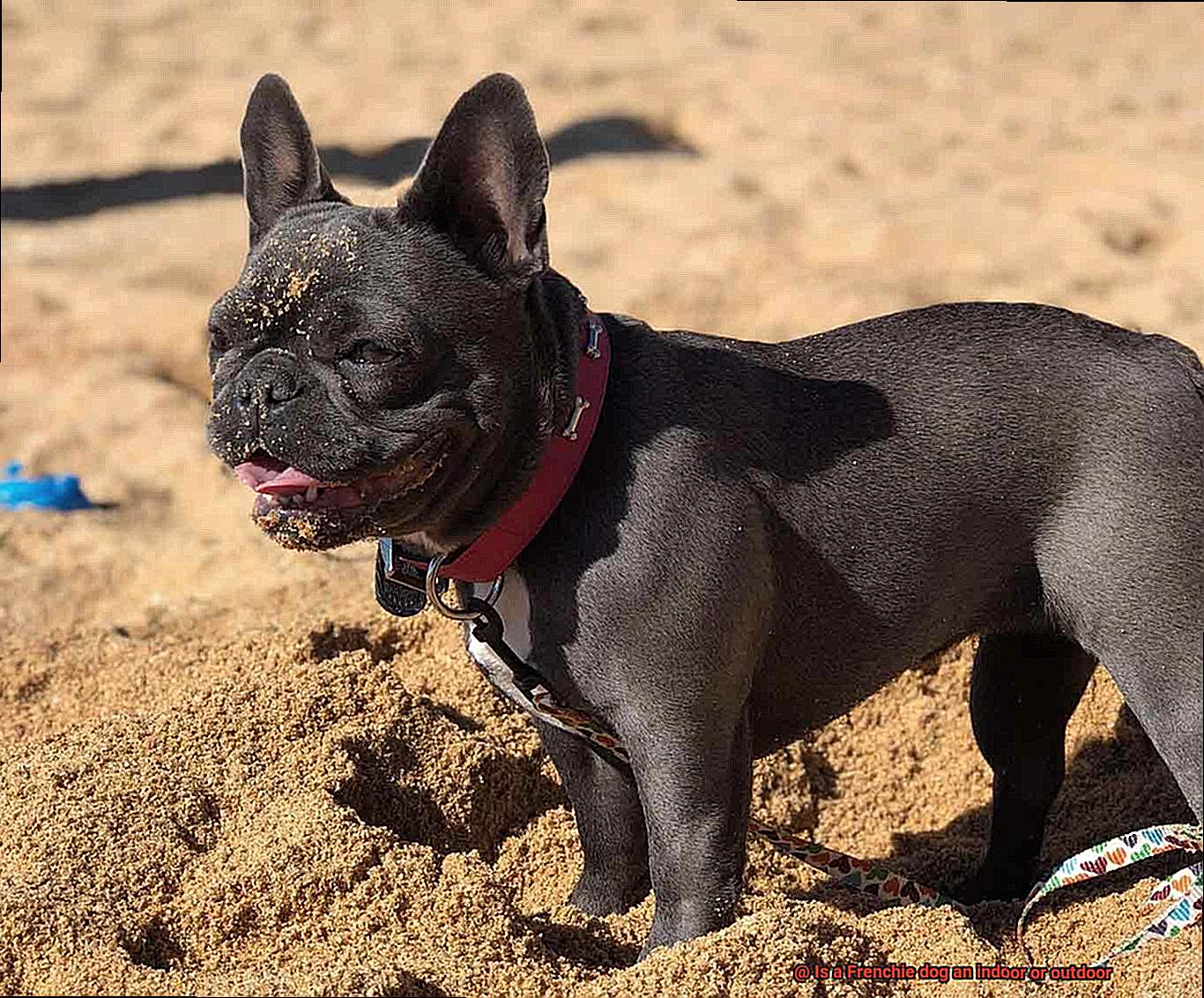 Is a Frenchie dog an indoor or outdoor-9