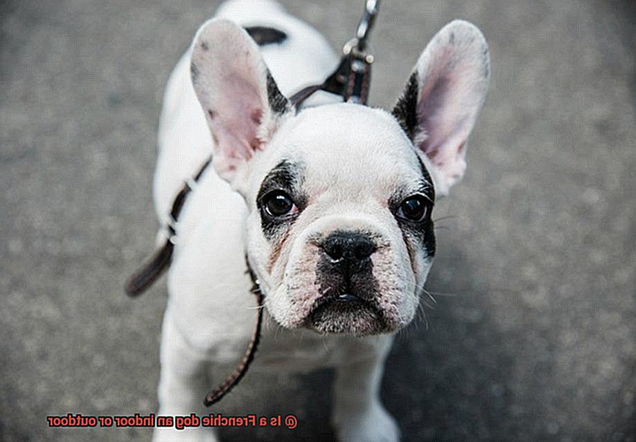 Is a Frenchie dog an indoor or outdoor-8