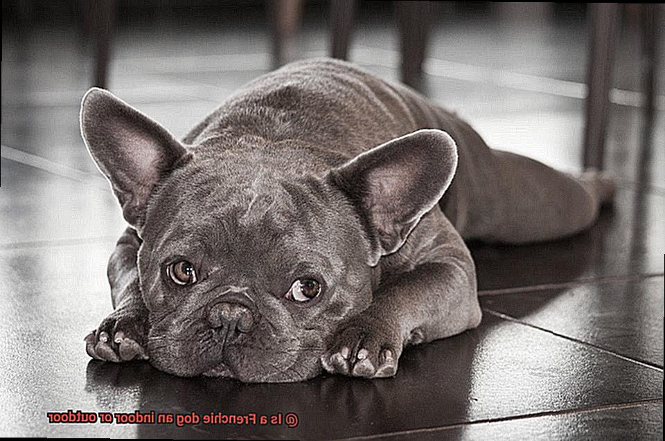 Is a Frenchie dog an indoor or outdoor-6