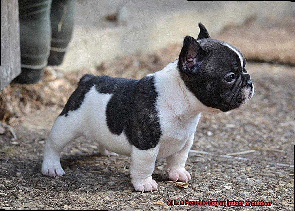 Is a Frenchie dog an indoor or outdoor-7