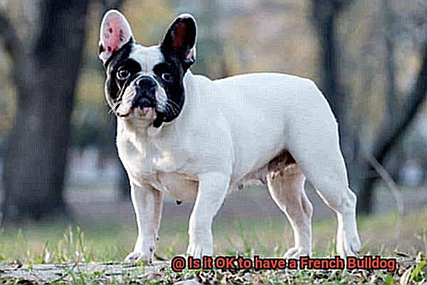 Is it OK to have a French Bulldog-7