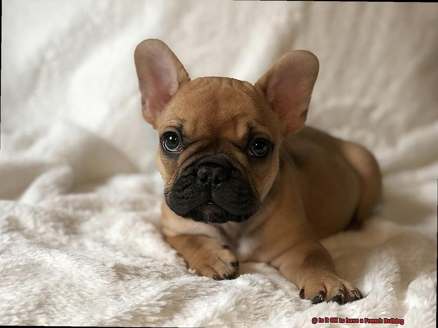 Is it OK to have a French Bulldog-5