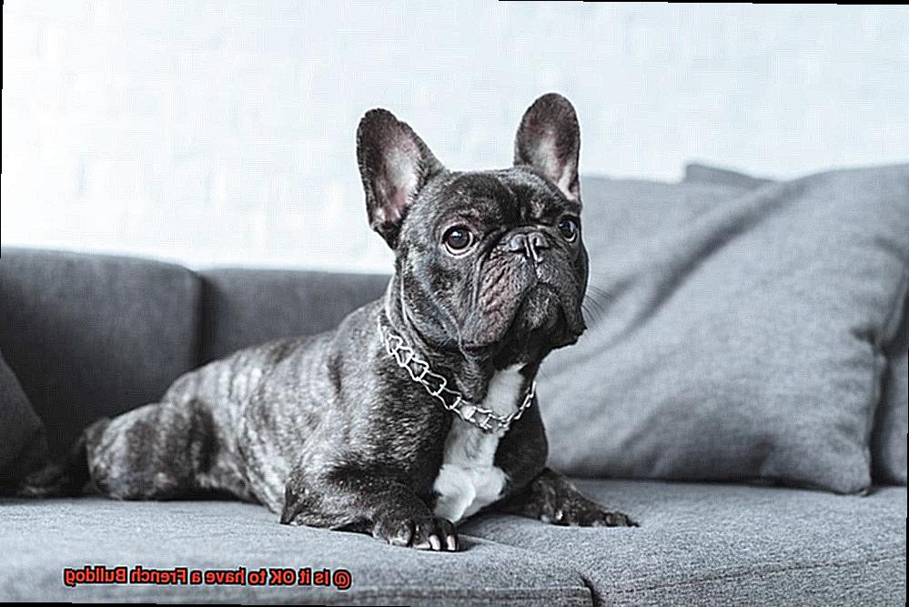 Is it OK to have a French Bulldog-8