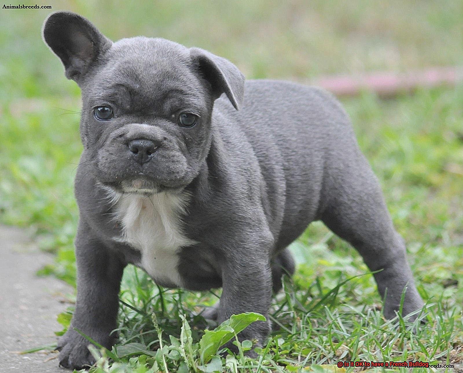 Is it OK to have a French Bulldog-9