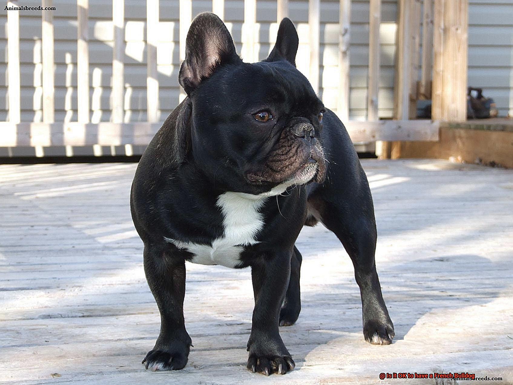 Is it OK to have a French Bulldog-10