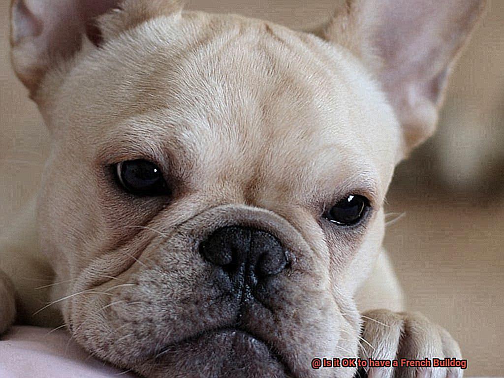 Is it OK to have a French Bulldog-4