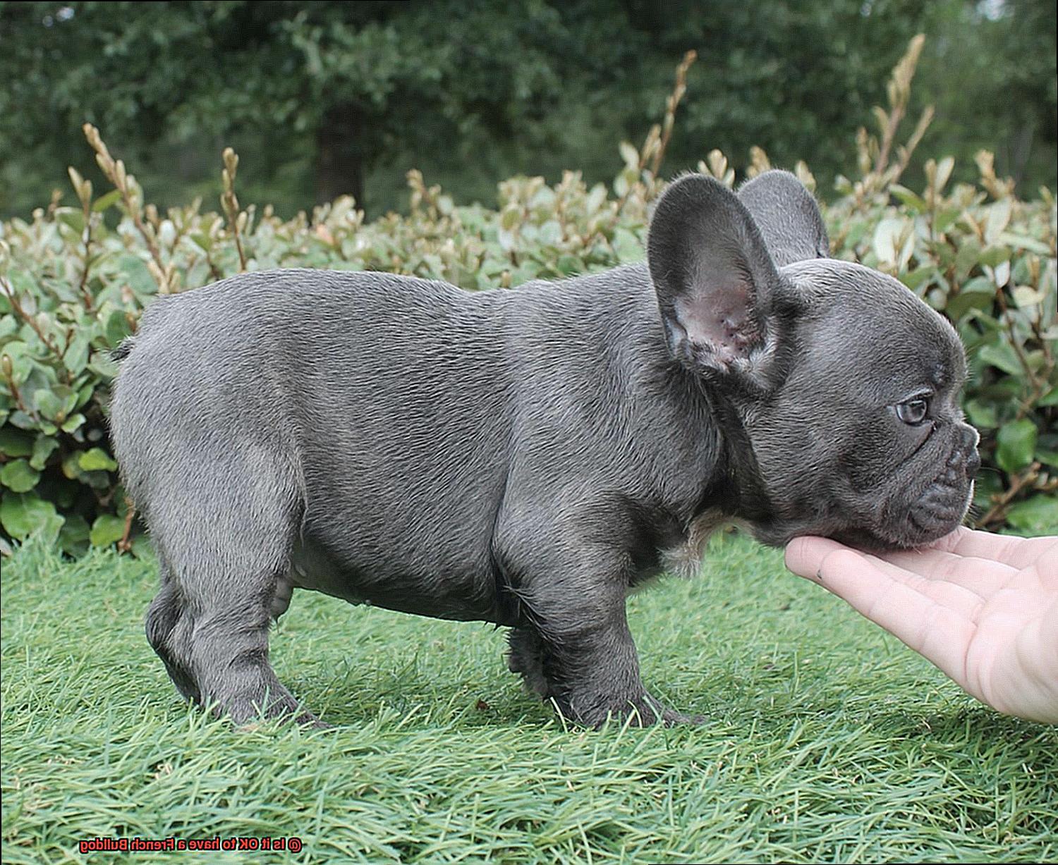 Is it OK to have a French Bulldog-15