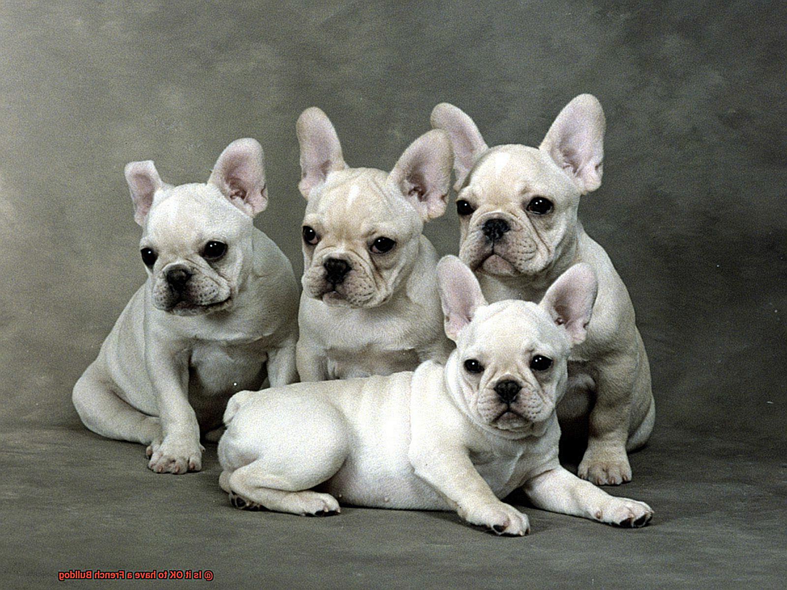 Is it OK to have a French Bulldog-17