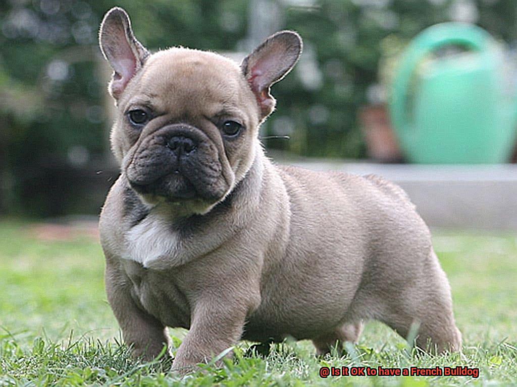 Is it OK to have a French Bulldog-14