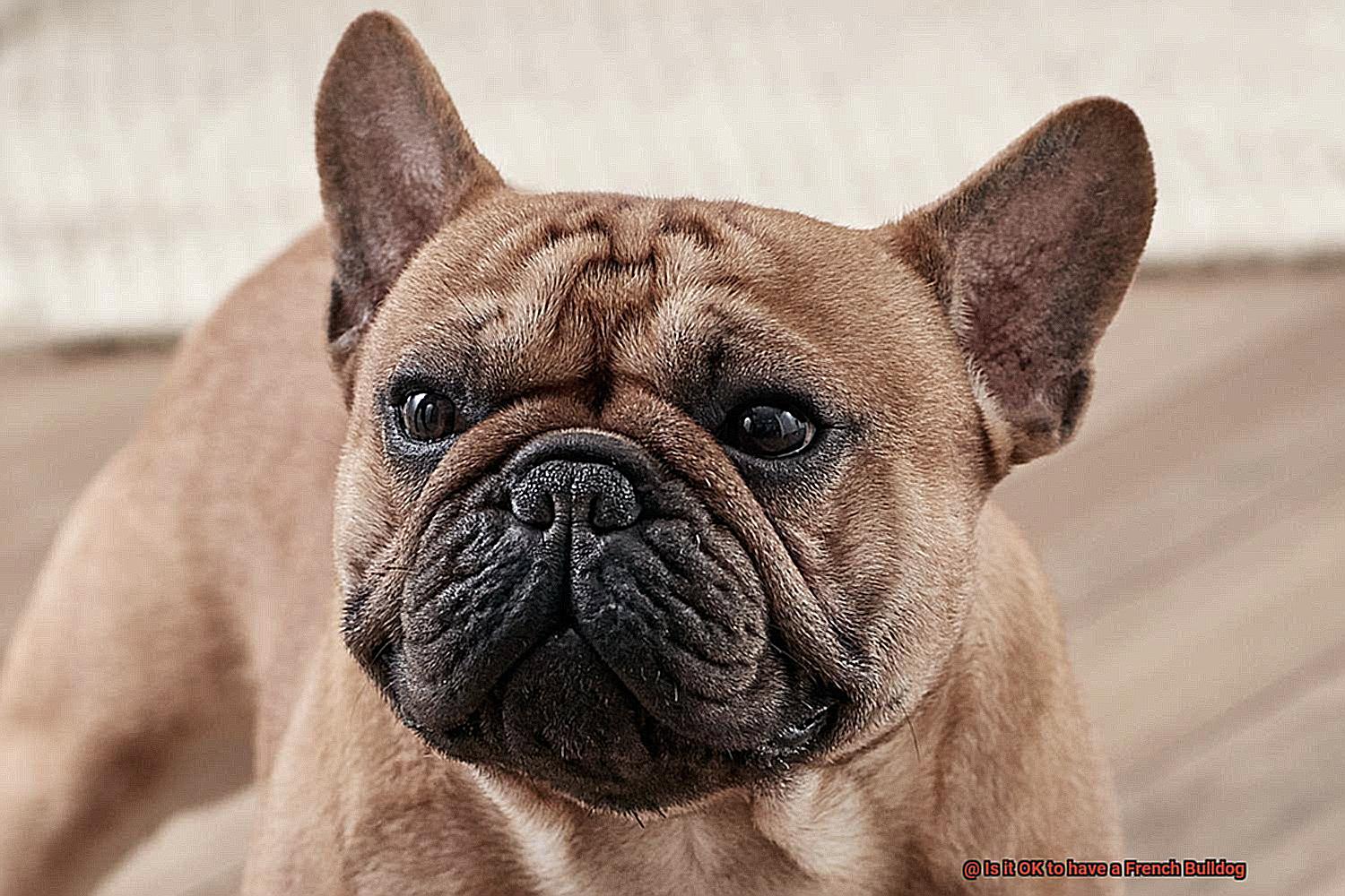 Is it OK to have a French Bulldog-11