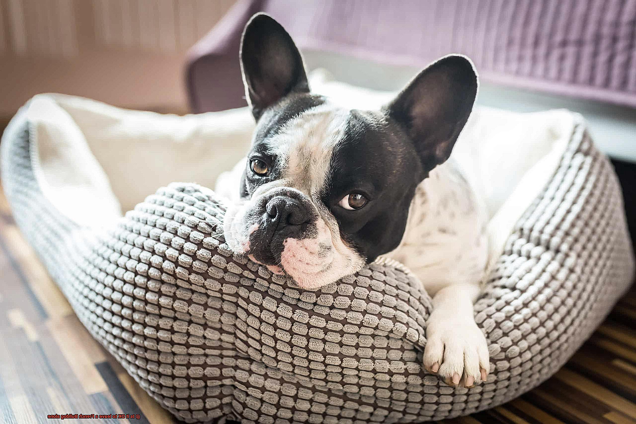 Is it OK to leave a French Bulldog alone-4