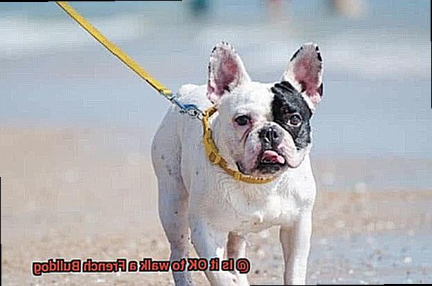 Is it OK to walk a French Bulldog-4