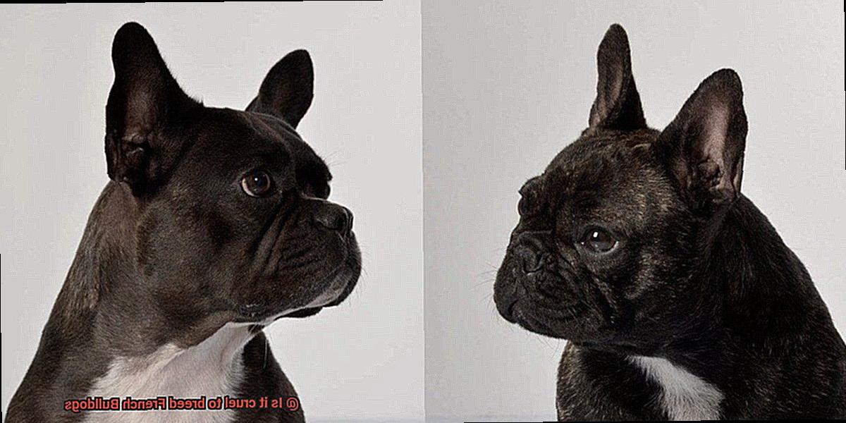 Is it cruel to breed French Bulldogs? – Allfrbulldogs.com