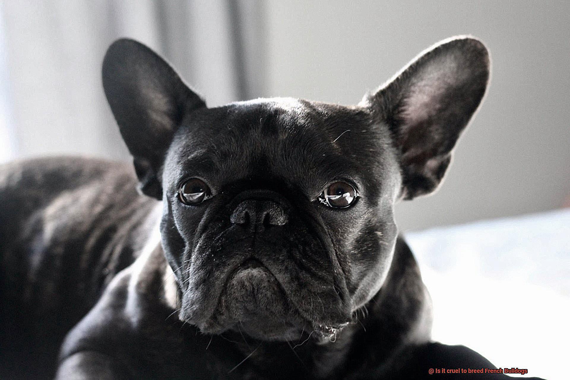 Is it cruel to breed French Bulldogs-2