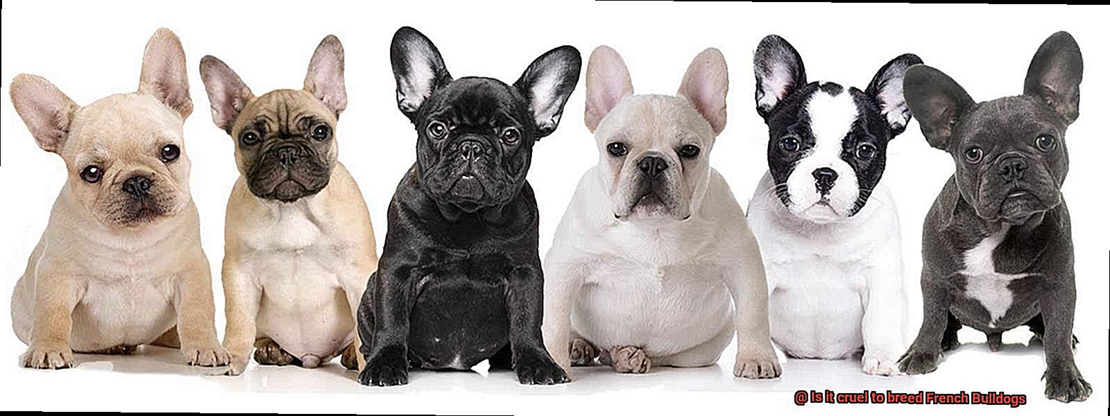 Is it cruel to breed French Bulldogs-5