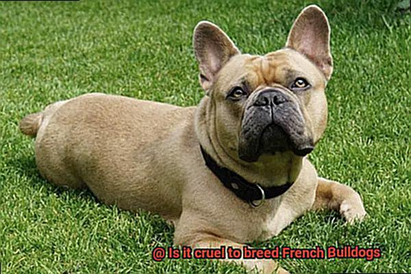 Is it cruel to breed French Bulldogs-10