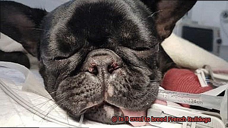 Is it cruel to breed French Bulldogs-6