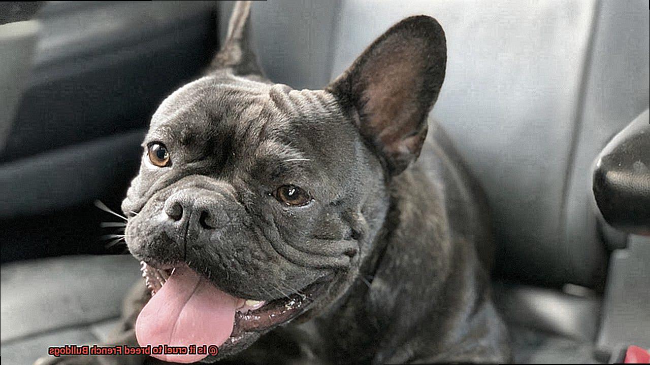 Is it cruel to breed French Bulldogs-11