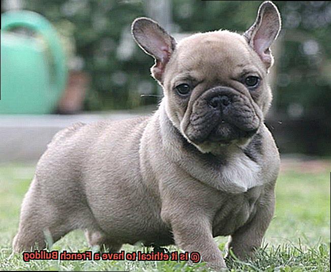 Is it ethical to have a French Bulldog-2