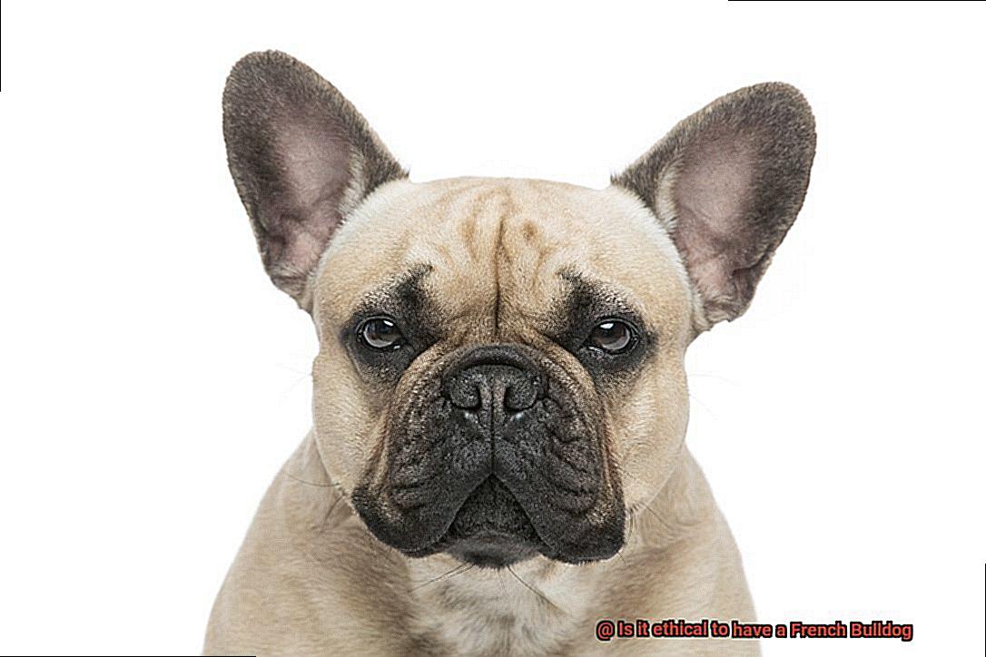 Is it ethical to have a French Bulldog-5