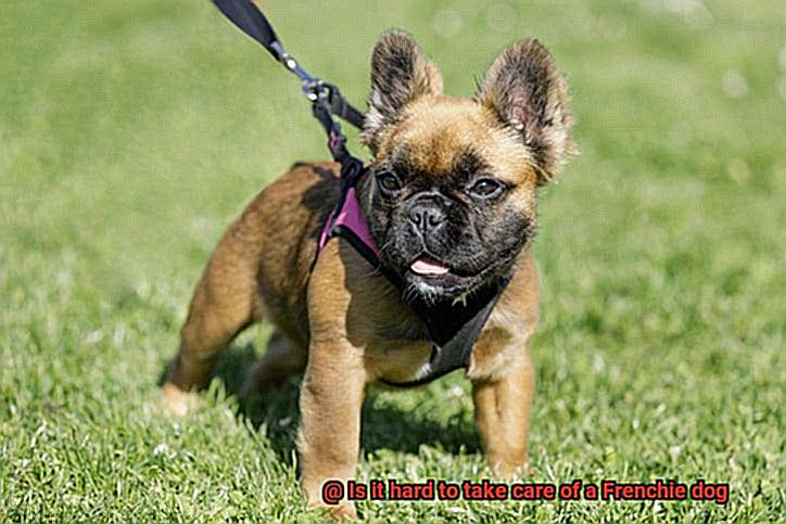 Is it hard to take care of a Frenchie dog-3