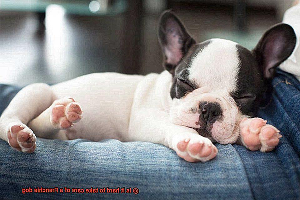 Is it hard to take care of a Frenchie dog-10