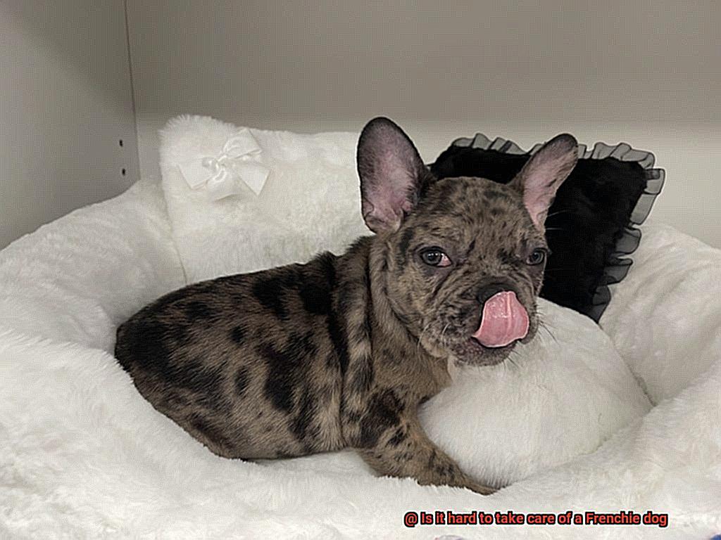 Is it hard to take care of a Frenchie dog-7