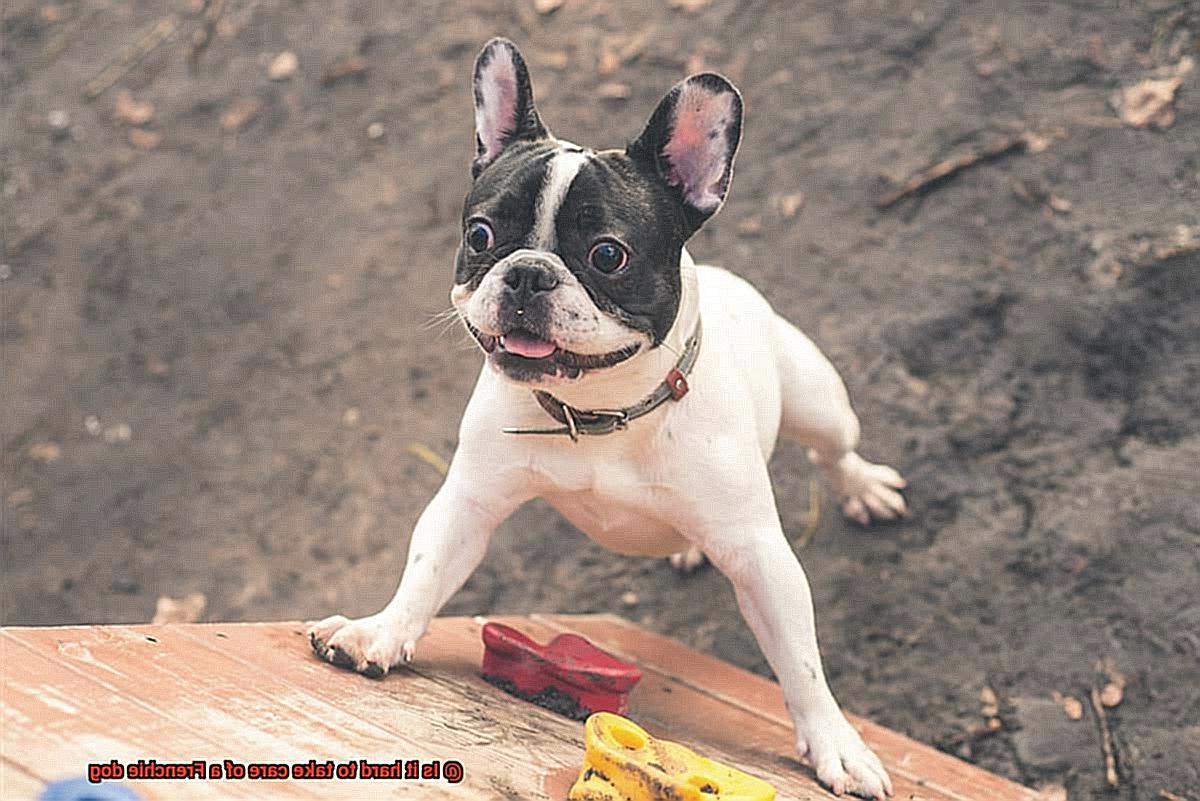 Is it hard to take care of a Frenchie dog-9