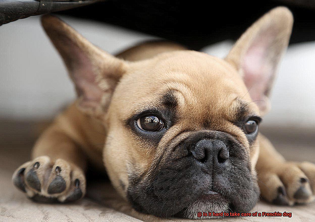 Is it hard to take care of a Frenchie dog-12