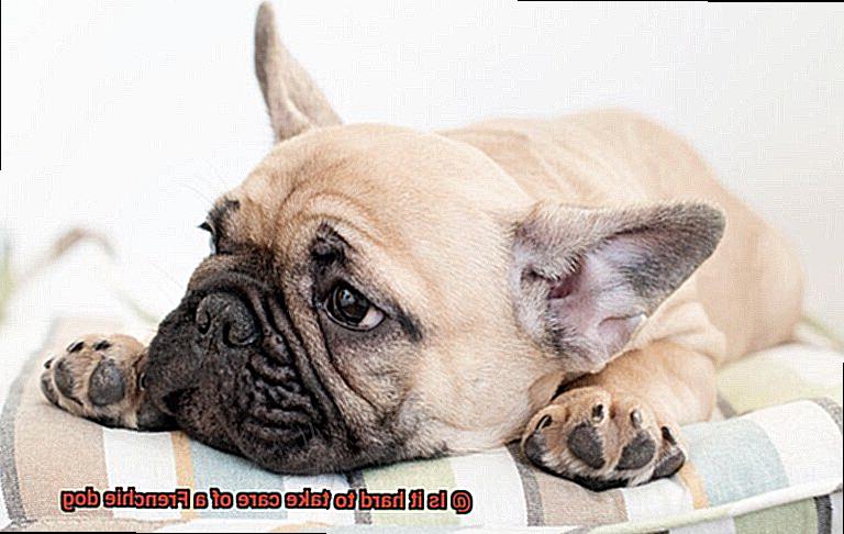 Is it hard to take care of a Frenchie dog-8