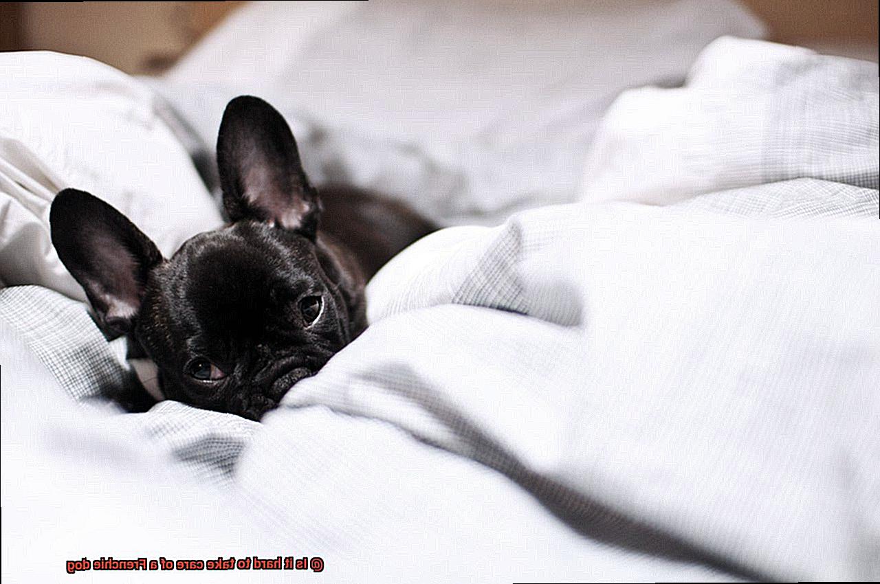 Is it hard to take care of a Frenchie dog-4