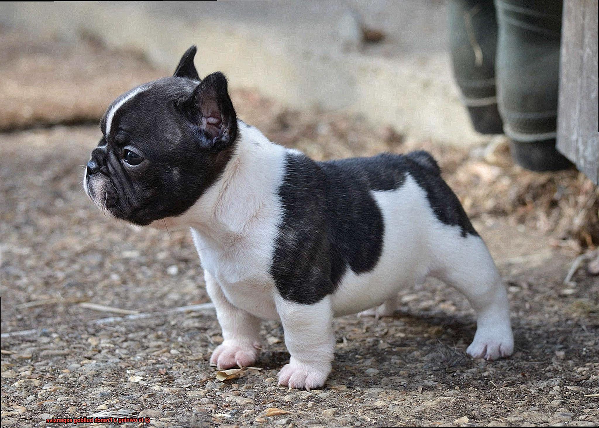 Is owning a French bulldog expensive-2