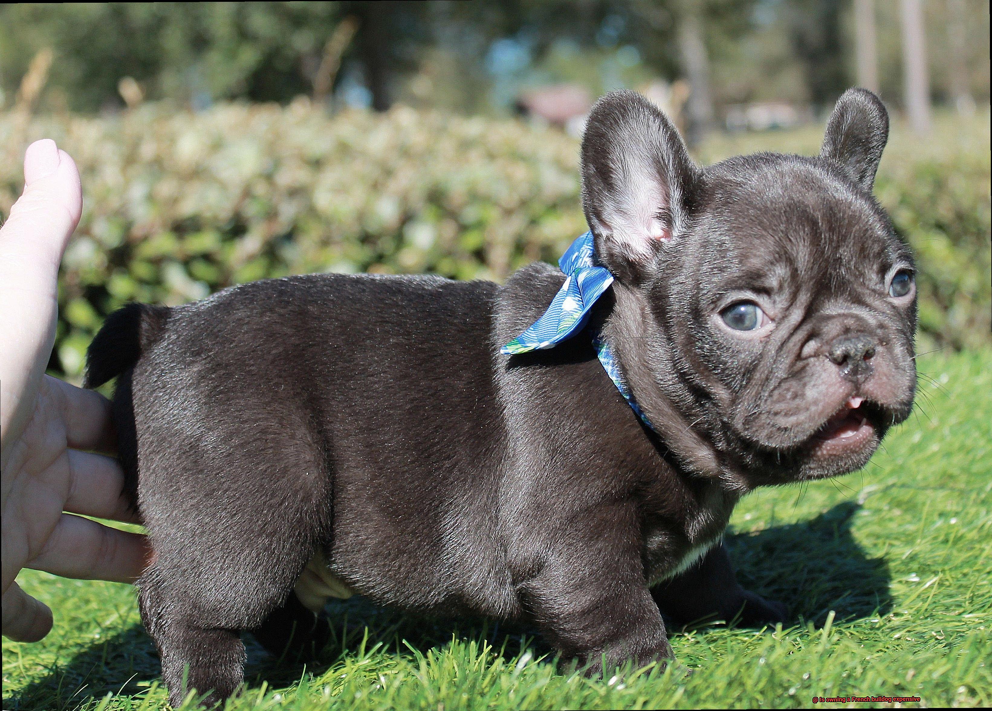 Is owning a French bulldog expensive-9