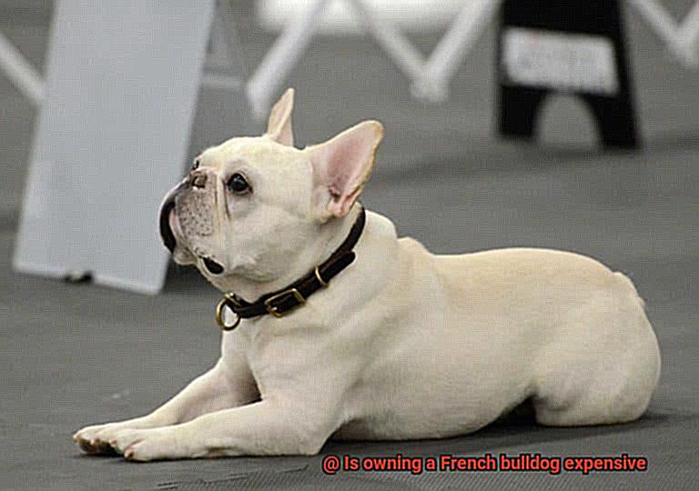 Is owning a French bulldog expensive-4