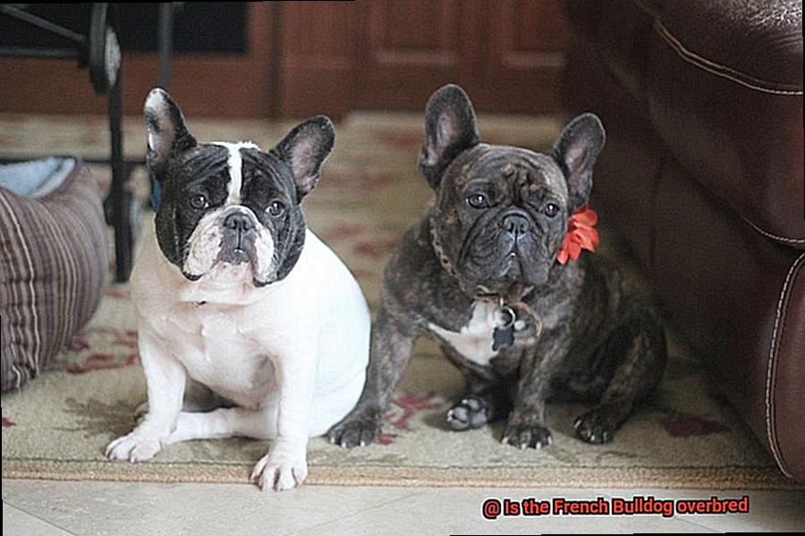 Is the French Bulldog overbred-2