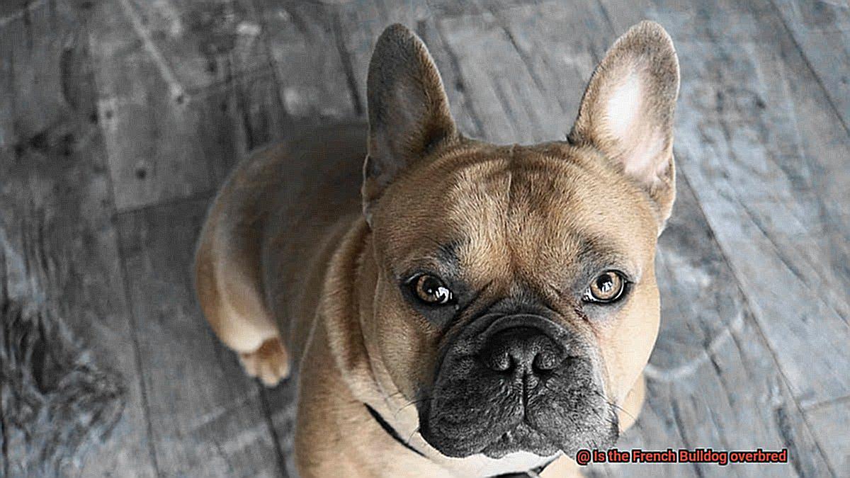 Is the French Bulldog overbred-8