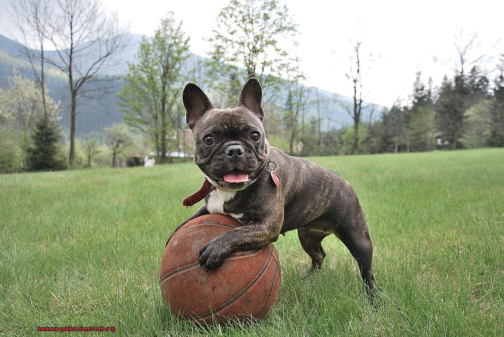 Is the French Bulldog overbred-7