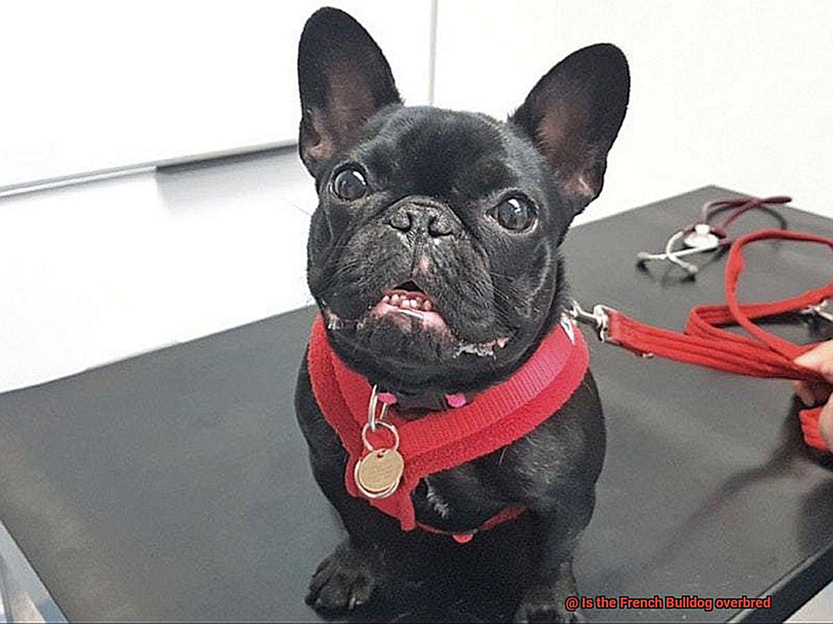 Is the French Bulldog overbred-6